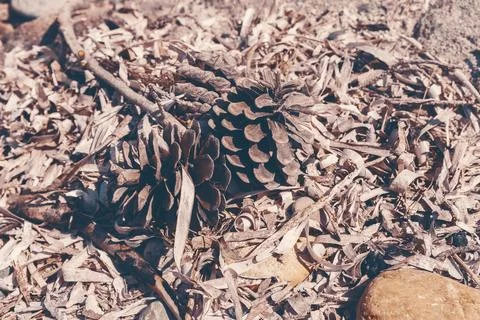 Close up of pine cones and dry needles on sandy beach ground Stock Photos