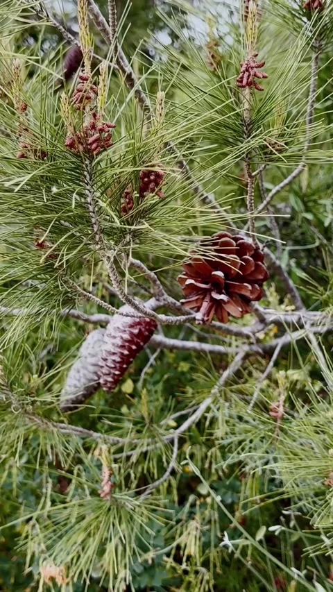 Close-up of pine cones and long green needles on an evergreen branch, showing Stock Footage 336937990
