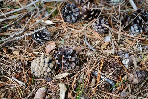 Close up of pine cones and pine needles on the forest floor Fotos de archivo