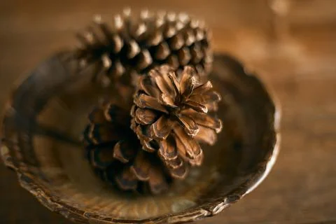 Close up pine cones on beige background Stock Photos