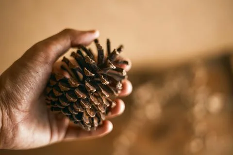 Close up pine cones on beige background Stock Photos