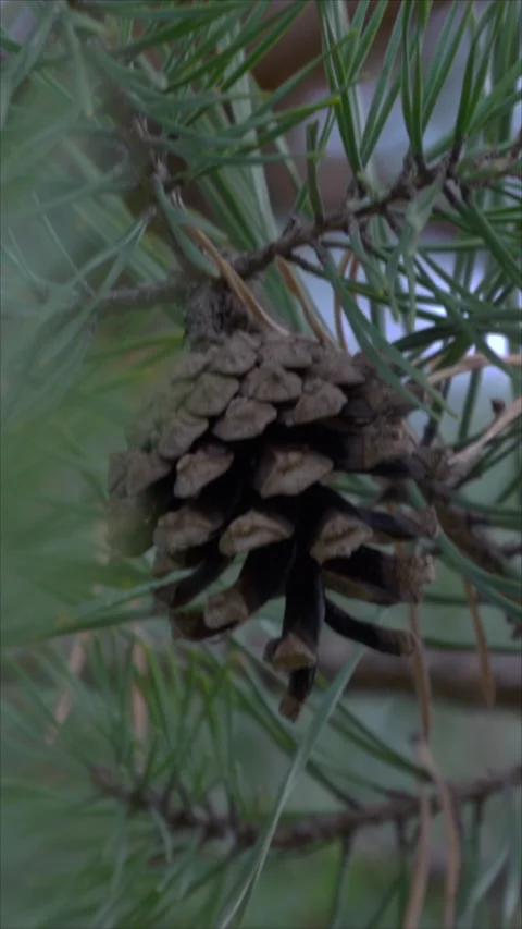 Close-Up Of Pine Cones On Branch In Autumn. Vertical. Video stock 284345058