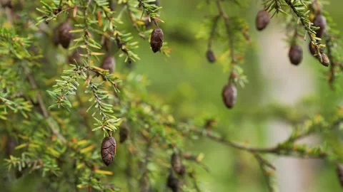 Close up pine cones on branch Video stock 142103066