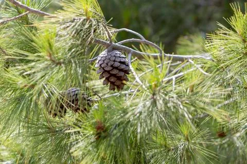 Close up of Pine cones on the branch. Foto stock