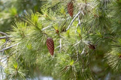 Close up of Pine cones on the branch. Fotos de archivo