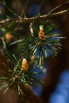 Close-Up Of Pine Cones On A Branch Stock Photos
