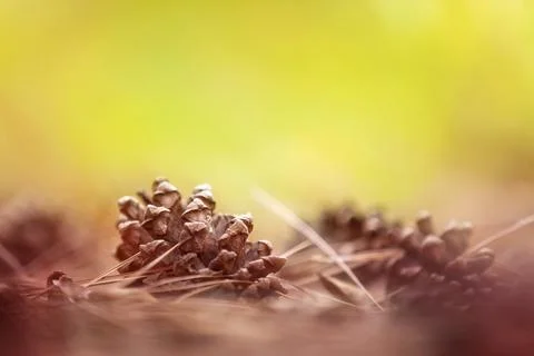 Close-up pine cones fallen on the ground. Stock Photos