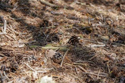 Close up of pine cones on the forest floor Stock Photos