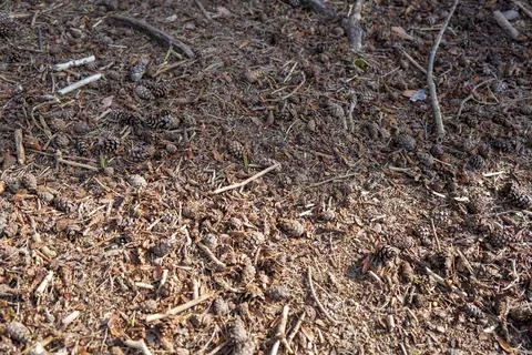 Close up of pine cones on the forest floor 库存照片