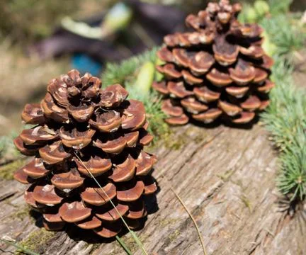 Close up of pine cones in forest Stock Photos