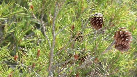Close Up of Pine Cones on Green Conifer Tree Branches Stock Footage 339124140