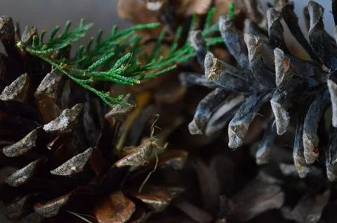 A close up of pine cones with a green leaf on top. Foto stock