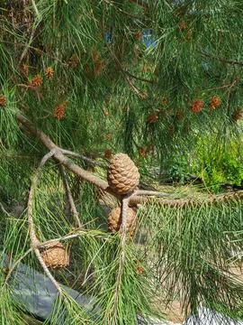 Close-Up Of Pine Cones On Green Pine Tree Branches With Needles. Stock Photos