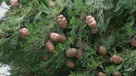Close-up of pine cones growing on a green cypress tree in Croatia. Stock Footage 106574994