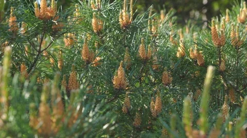 Close-up Pine Cones Growing on Green Branches Natural Forest Background 4K .. Stock Footage 335616205