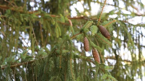 Close Up of Pine Cones Hanging From Spruce Tree Branch Stock Footage 278836240