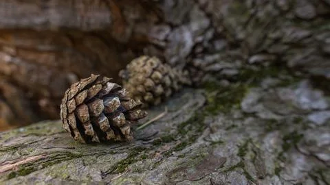 Close-Up of Pine Cones on Mossy Tree Bark with Natural Woodland Background Stock-Fotos