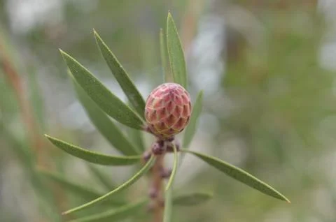 Close up of a pine cones Stock Photos