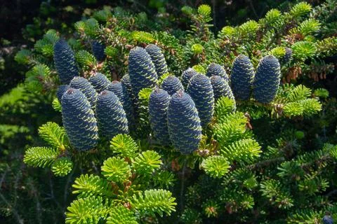 Close up of pine cones Stock Photos