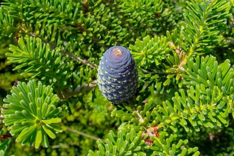 Close up of pine cones Stock Photos