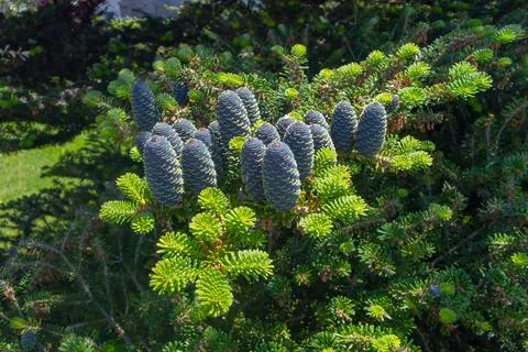 Close up of pine cones Stock Photos