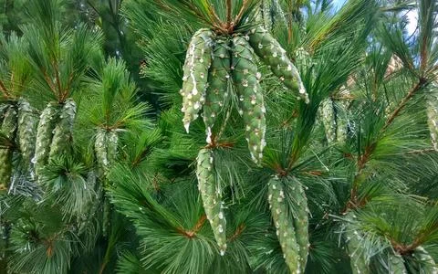 Close up of pine cones Stock Photos