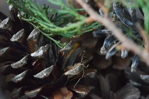A close up of pine cones.  Stock Photos