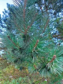 A Close-Up of Pine Cones Foto stock