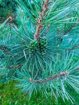 A Close-Up of Pine Cones Stock Photos