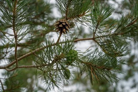 Close up of pine cones in a pine tree 写真素材
