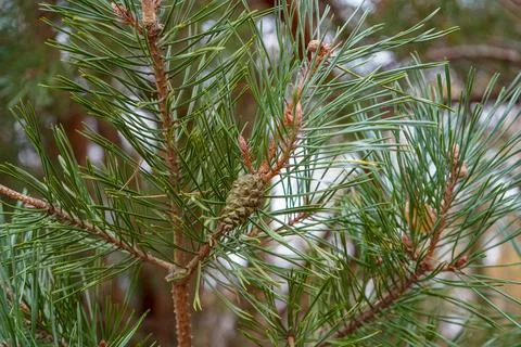 Close up of pine cones in a pine tree 库存照片