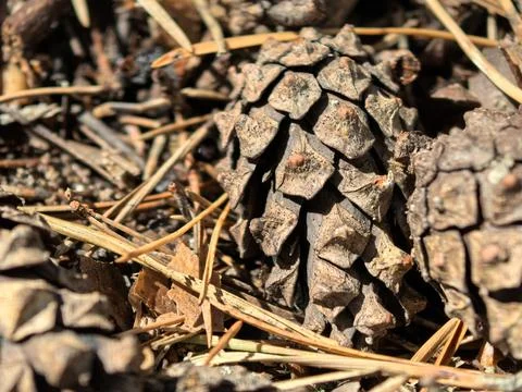 Close up of pine cones resting on earthy forest floor during warm sunlight Stock Photos