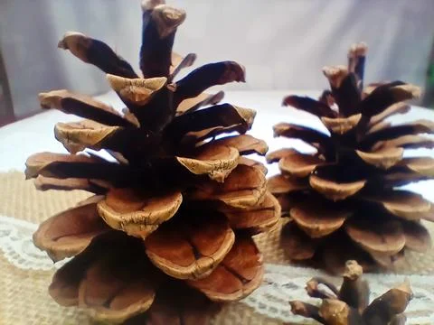 Close Up Pine Cones on Rustic Burlap and Lace Natural Winter Still Life Stock Photos