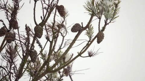 Close up Pine cones snow winter weather Staffordshire England December 2017 2 Video stock 83310508