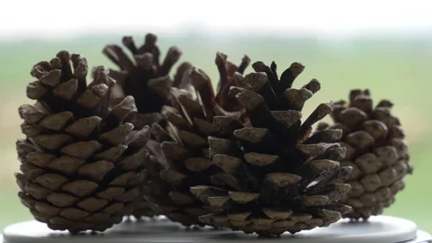 Close up pine cones spin on white rotating surface. 库存影片 141667136