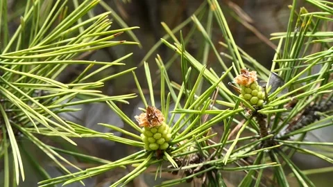 Close-up of pine cones swaying with the wind Stock Footage 240641770