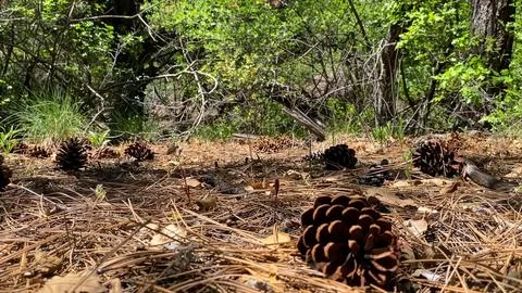 Close-up of Pine Cones on Terracotta Soil in Deciduous Forest, Sunny Day Stock Photos