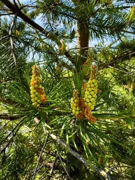 Close-Up of Pine Cones on a Tree Branch in a Sunlit Forest Stock Photos