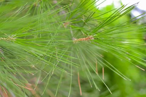 Close-up of pine coniferous tree branches Stock Photos