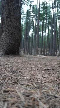 Close-up of pine forest floor, large tree trunk in foreground, tall trees. Stock Photos