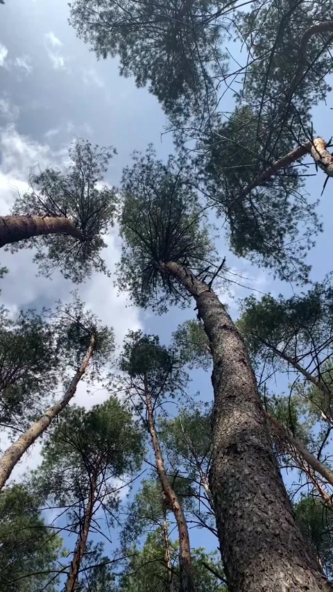 Close-up of pine forest tree trunks, background with straight, brown trunks, bra Stock Footage 302922969