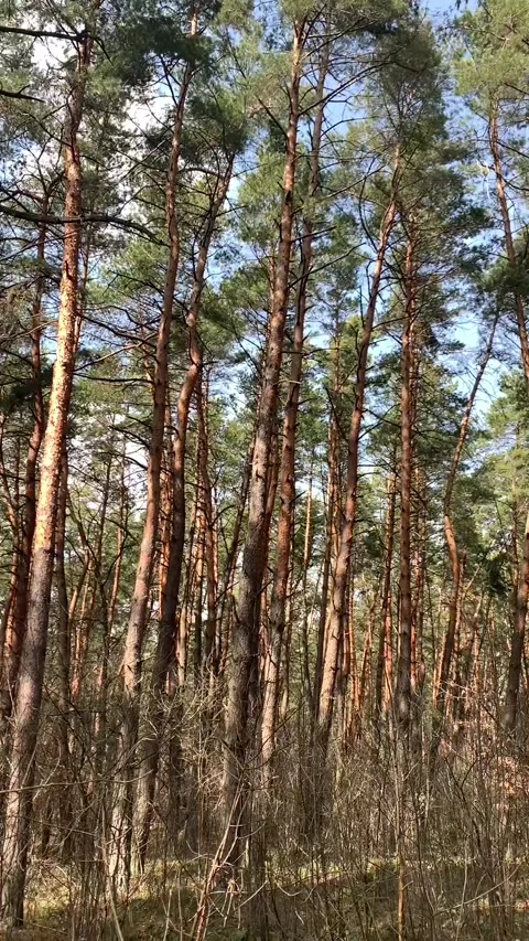 Close-up of pine forest tree trunks, background with straight, brown trunks, bra Stock Footage 302923015