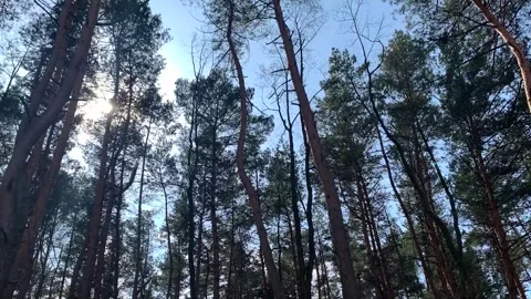 Close-up of pine forest tree trunks, background with straight, brown trunks, bra Stock Footage 302923016