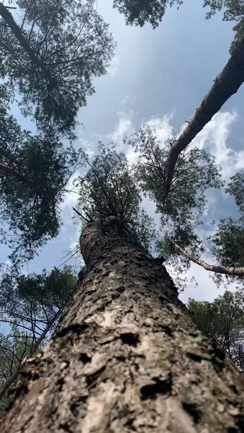 Close-up of pine forest tree trunks, background with straight, brown trunks, bra Stock Footage 303066683