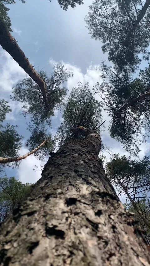 Close-up of pine forest tree trunks, background with straight, brown trunks, bra Stock Footage 303243820