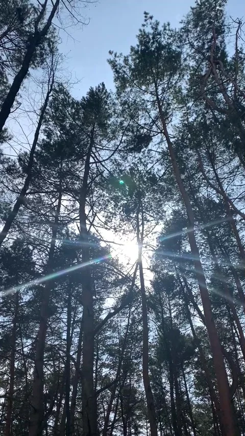Close-up of pine forest tree trunks, background with straight, brown trunks, bra Stock Footage 303996889