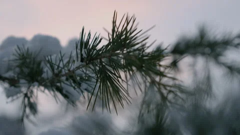 Close up of pine leaves covered with snow Stock Footage 149823551