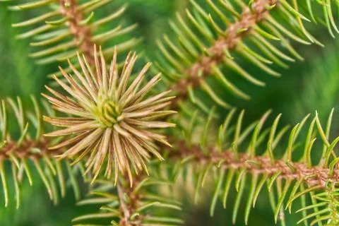 Close up of pine leaves pattern Stock Photos