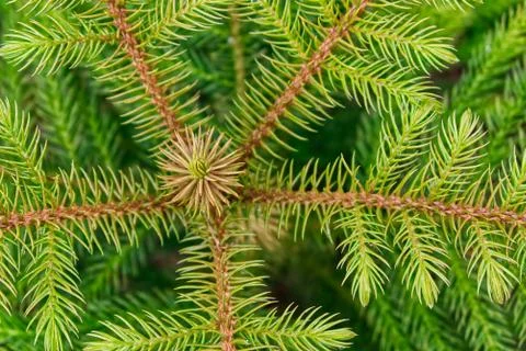 Close up of pine leaves pattern Stock Photos