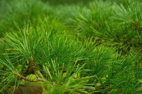 Close up of pine leaves Stock Photos